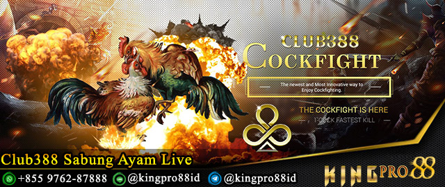 Club388 Sabung Ayam Live